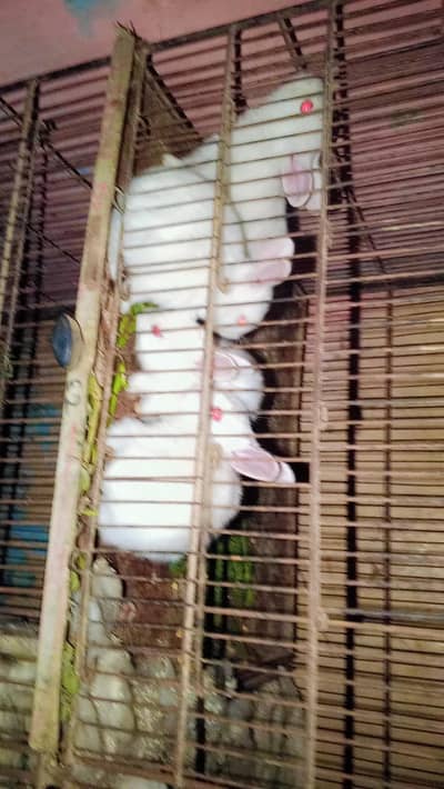 White red eyes Rabbit baby