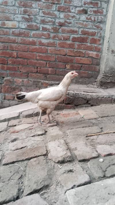 Mirgiya