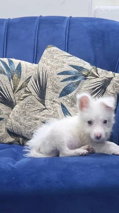 dog for sale