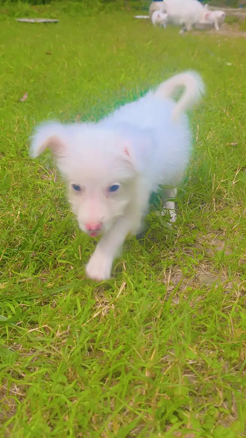 dog for sale — photo 2