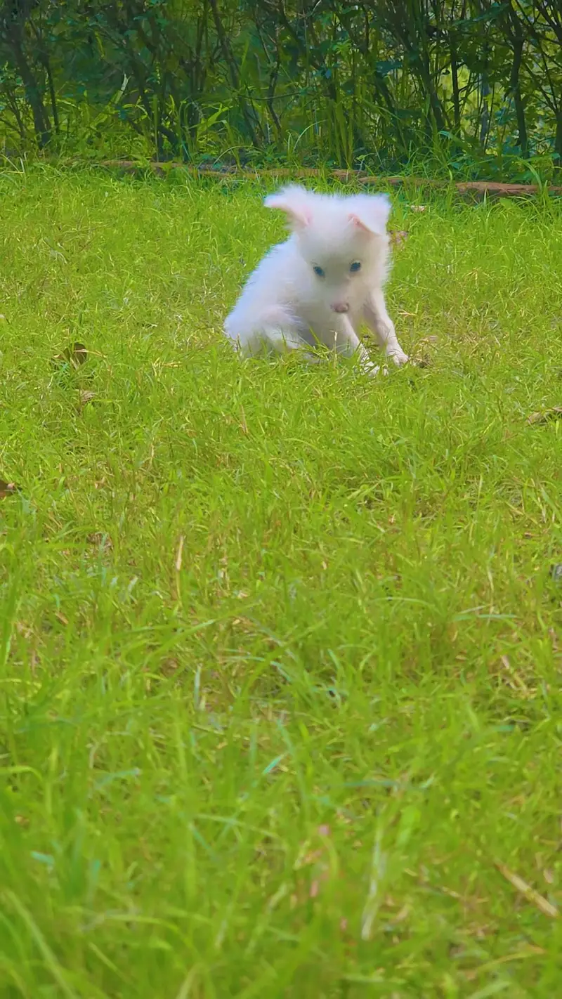 dog for sale — photo 3