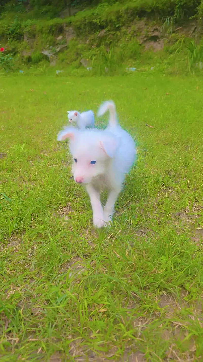 dog for sale — photo 4