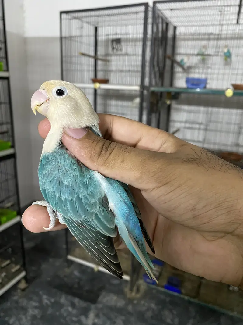 Lovebirds available for sale — photo 2