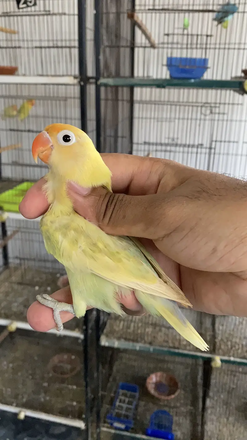 Lovebirds available for sale — photo 3