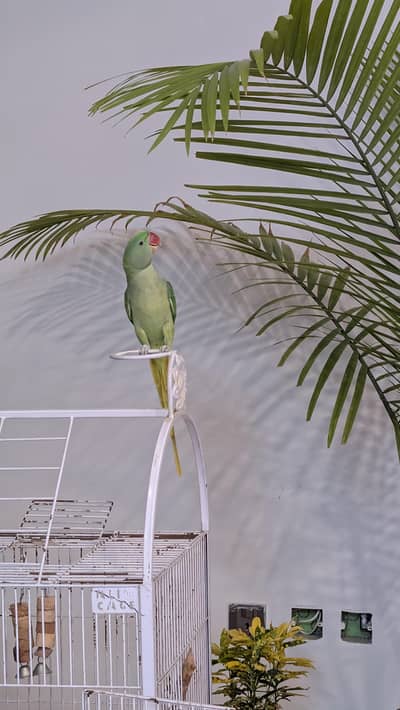 MULTIPLE BIRDS FOR SALE