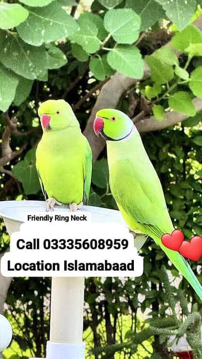 Pair Hand Tamed Full Friendly Green Ring Neck Parrot's Male/Female