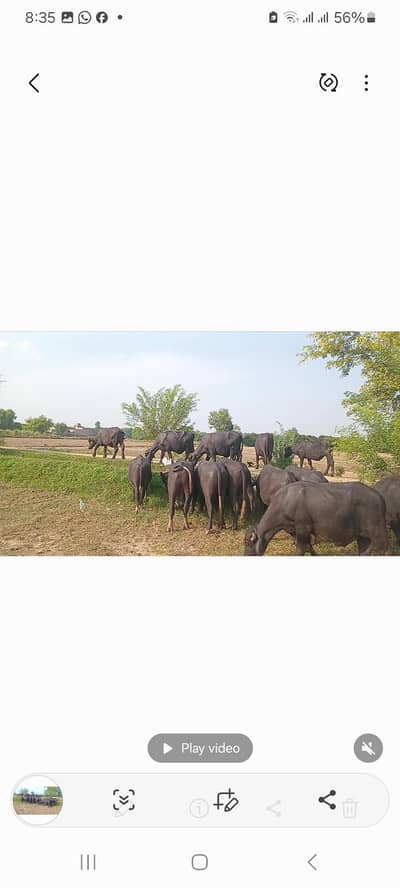 catta farming