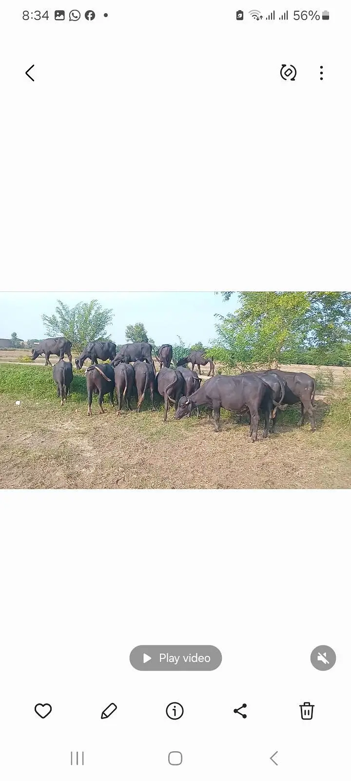 catta farming — photo 2
