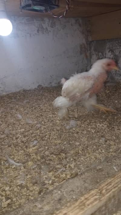 white Bantam male