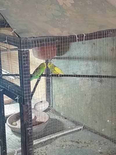bujri perrot