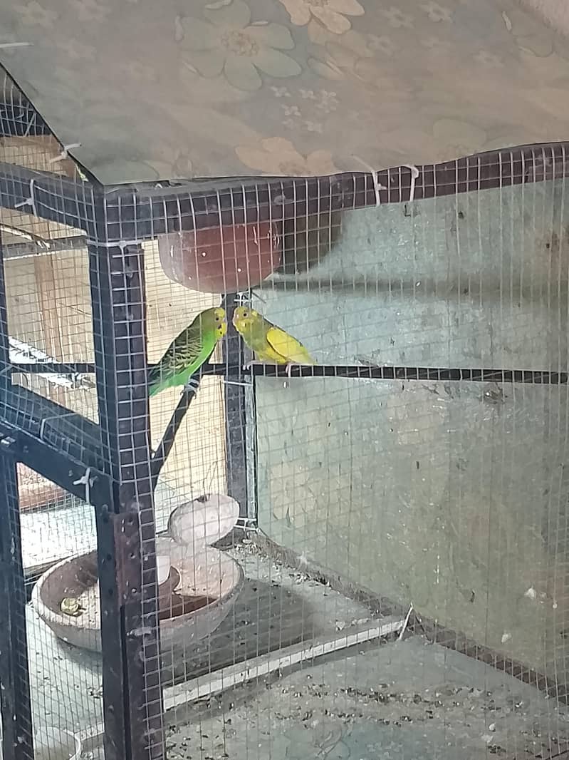 bujri perrot 0