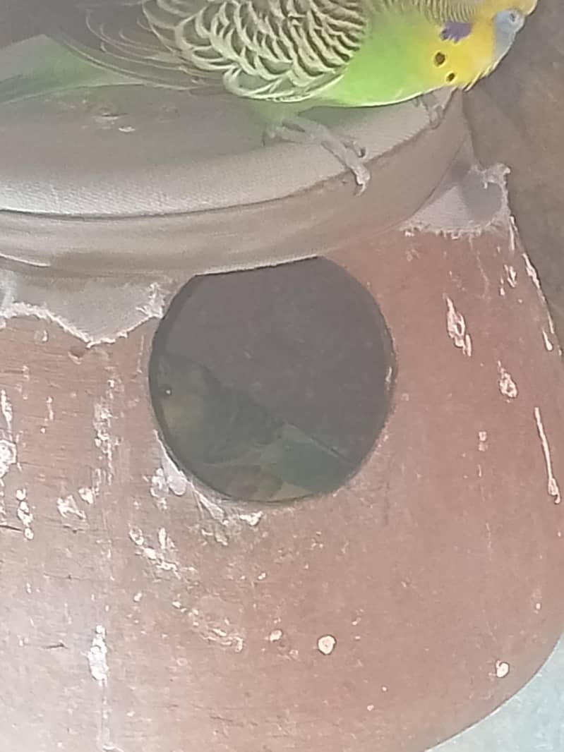 bujri perrot 1