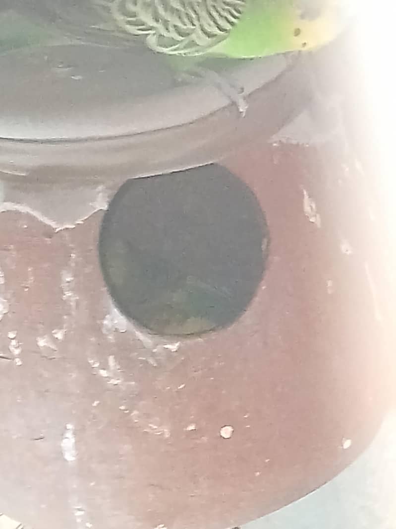 bujri perrot 2