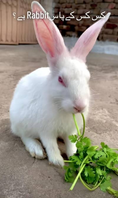 rabbit