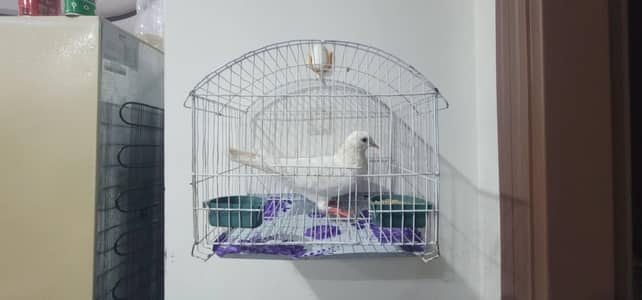 White Pigeon with Cage