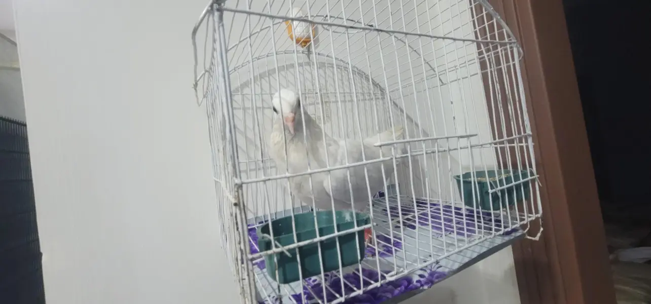 White Pigeon with Cage — photo 2