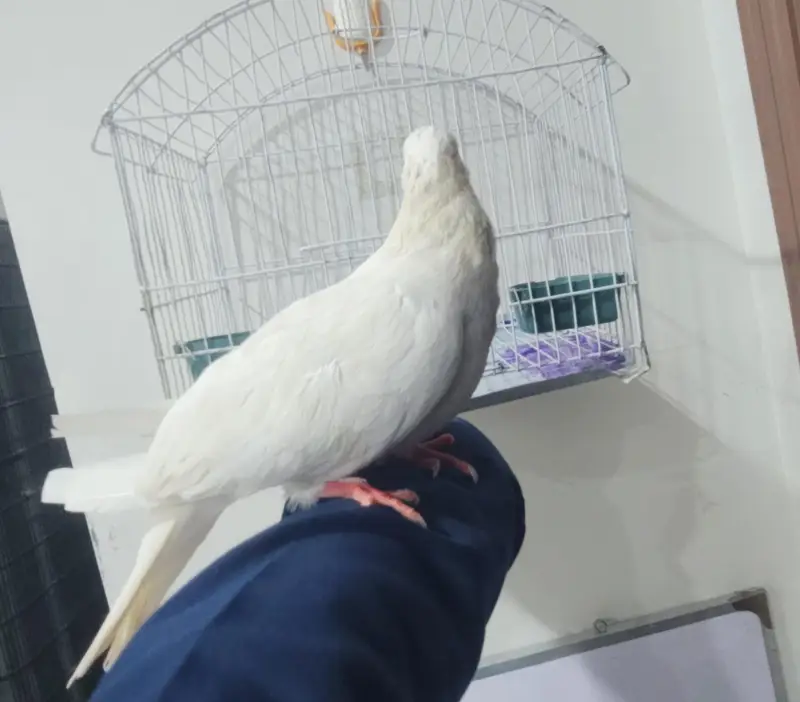 White Pigeon with Cage — photo 3