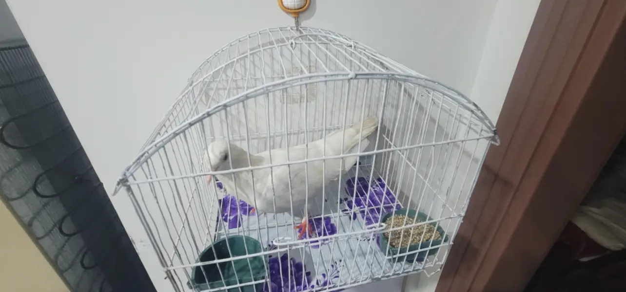 White Pigeon with Cage — photo 4