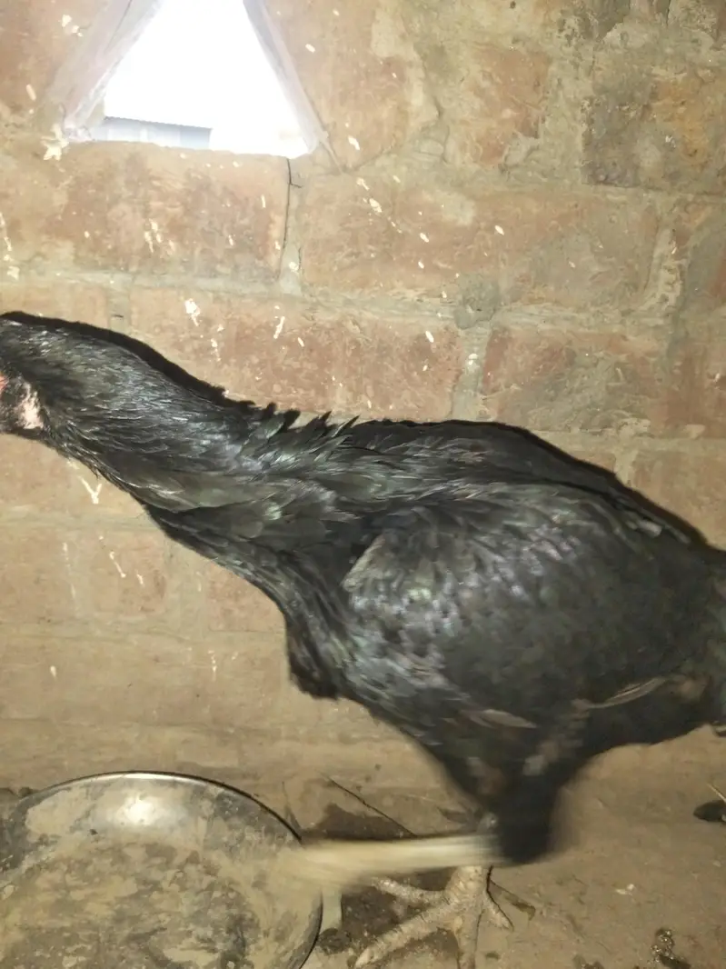aseel hans — photo 2