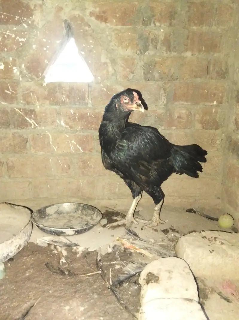 aseel hans — photo 3