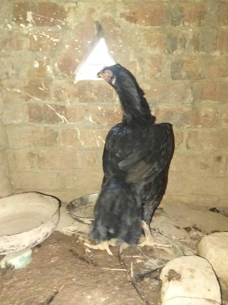aseel hans — photo 4