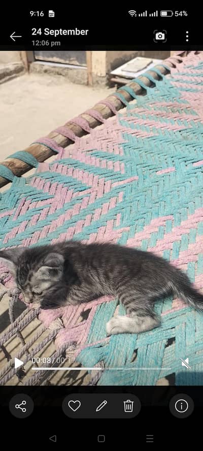female kitten