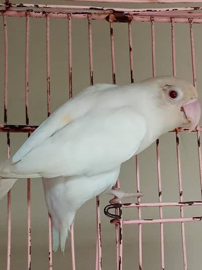 lovebird albino