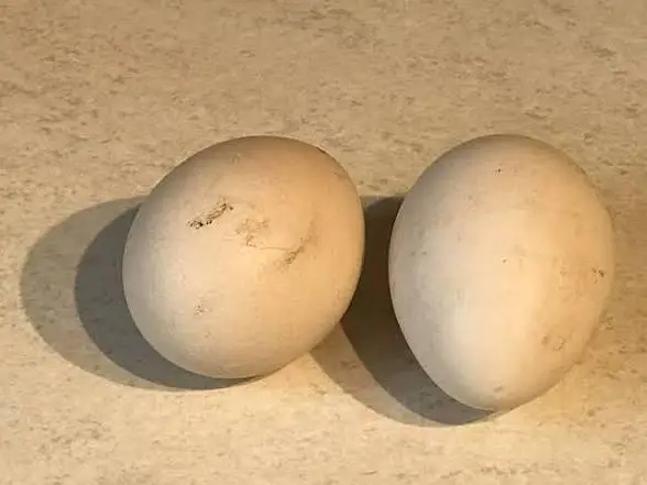 PEACOCK FRESH FERTILE EGG'S — photo 2