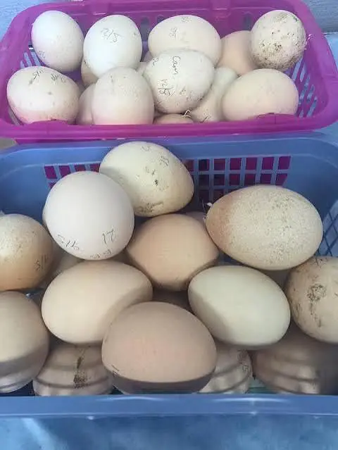 PEACOCK FRESH FERTILE EGG'S — photo 3