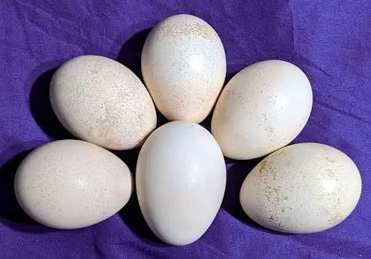 PEACOCK FRESH FERTILE EGG'S — photo 4