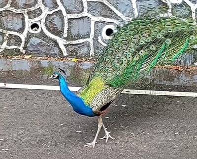 Blue Peacock For Sale