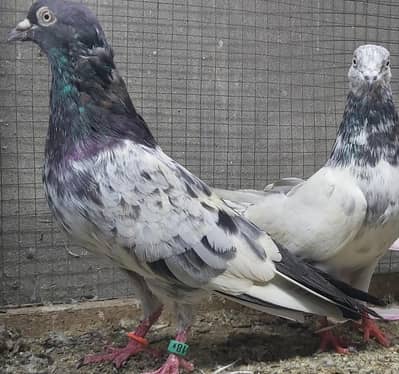 Kamagar Breeder Male For Sale.