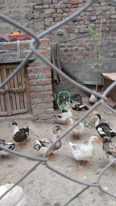 Male Duck for sale