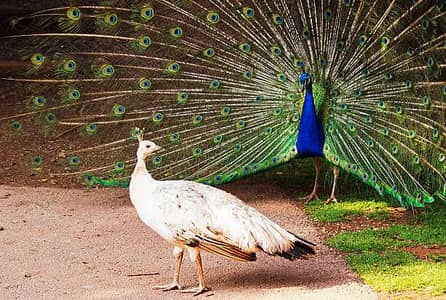 PEACOCK FRESH FERTILE EGG'S