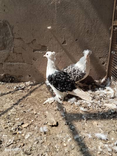 frill back breeder pair jambo size 03110144020