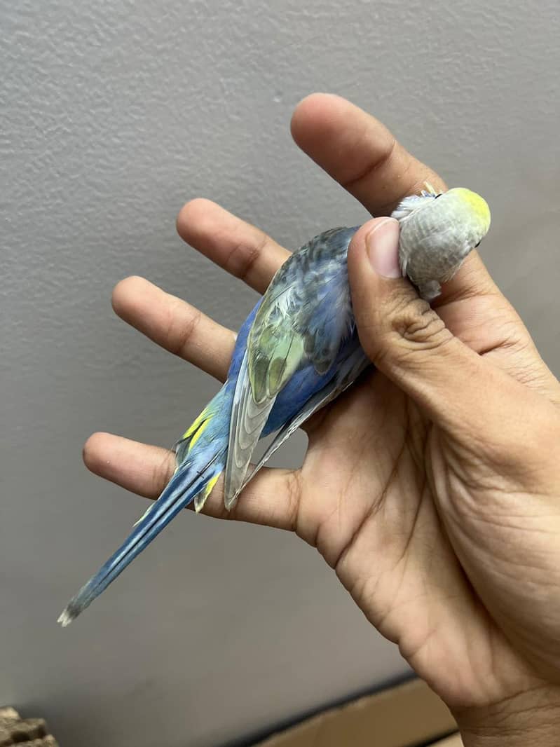 rainbow  budjie 1