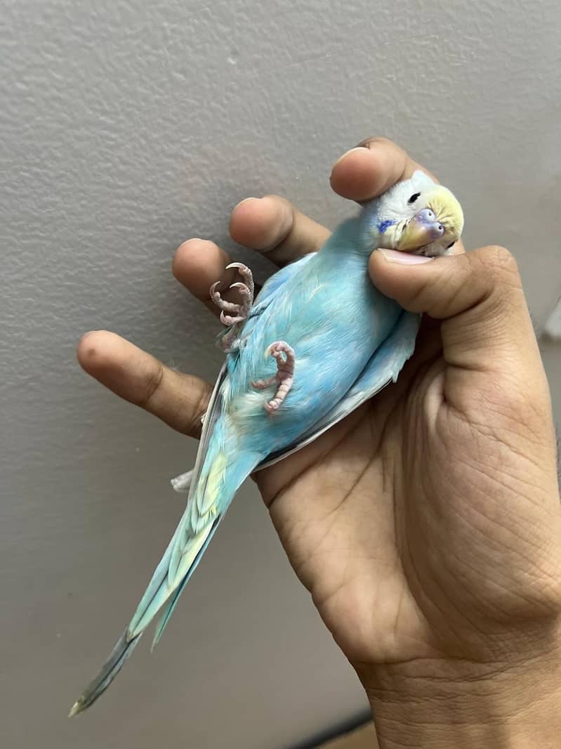 rainbow  budjie 2