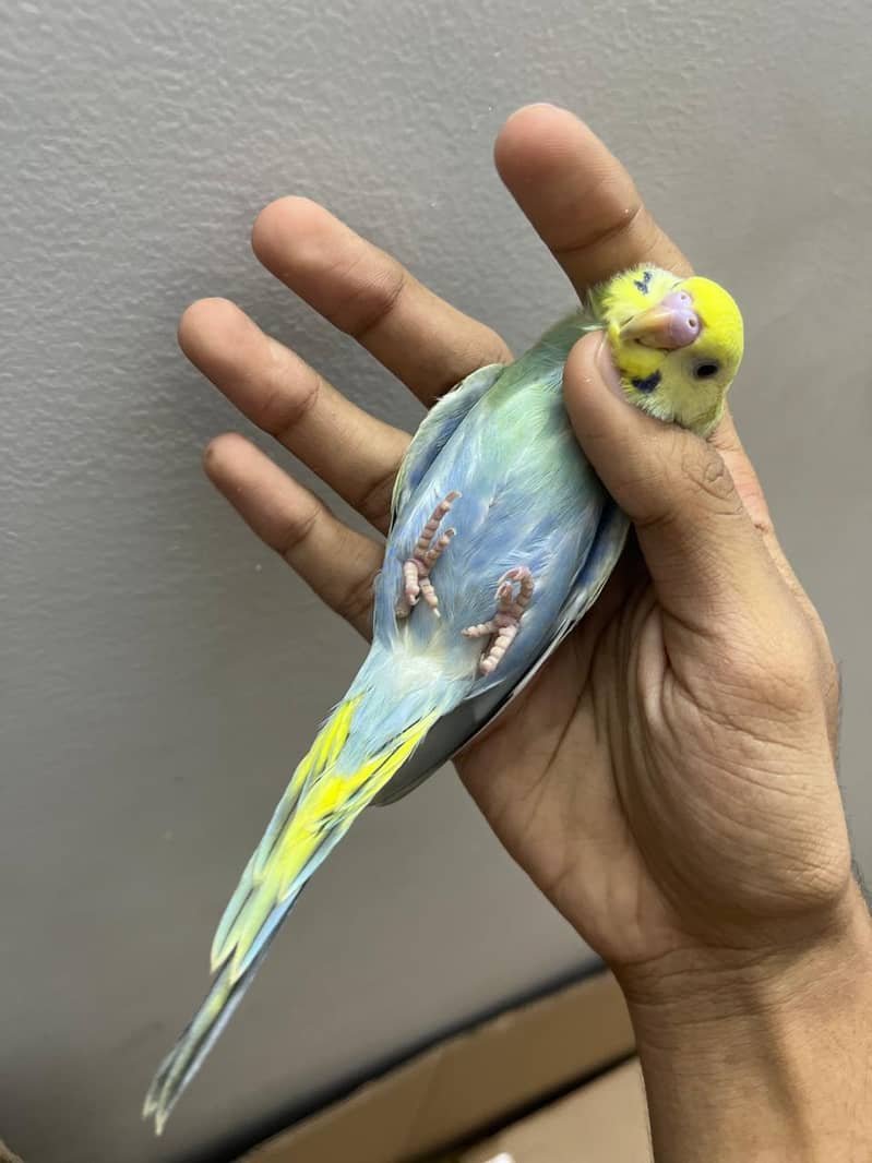 rainbow  budjie 5