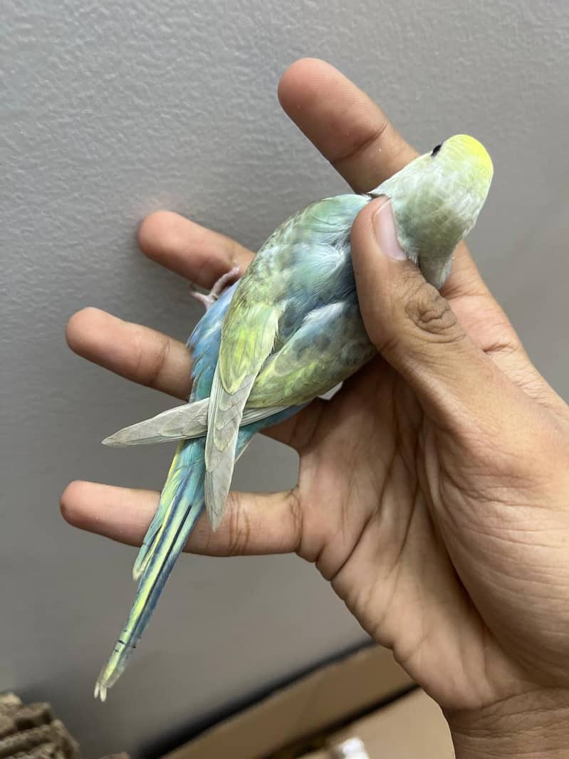 rainbow  budjie 8