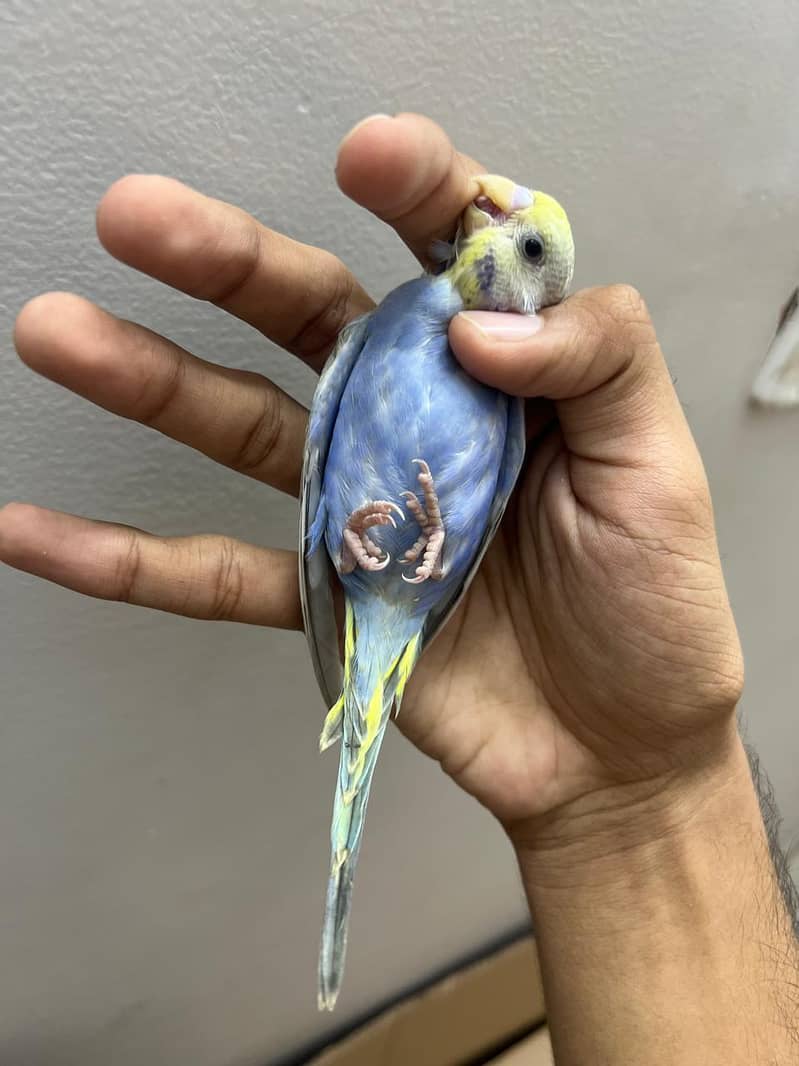 rainbow  budjie 9
