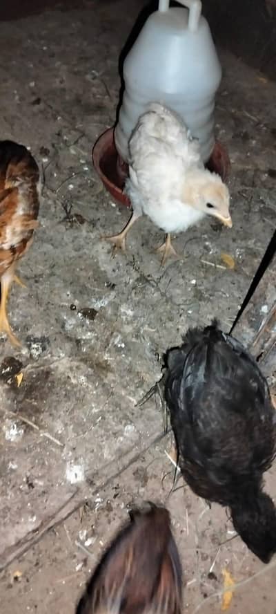 2 dasi chicks 2 aseel dasi cros chicks & 2 double story cage from hens
