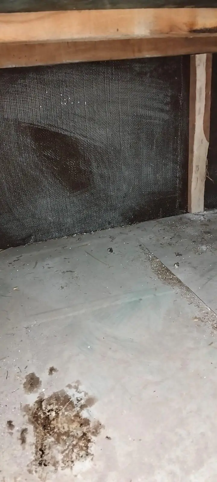 2 dasi chicks 2 aseel dasi cros chicks & 2 double story cage from hens — photo 2