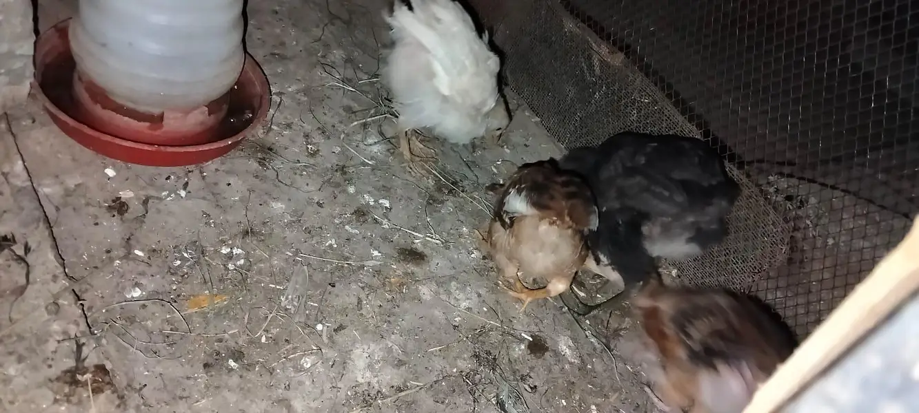 2 dasi chicks 2 aseel dasi cros chicks & 2 double story cage from hens — photo 4