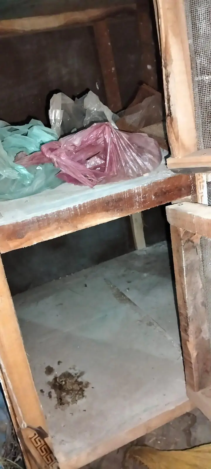 2 dasi chicks 2 aseel dasi cros chicks & 2 double story cage from hens — photo 5