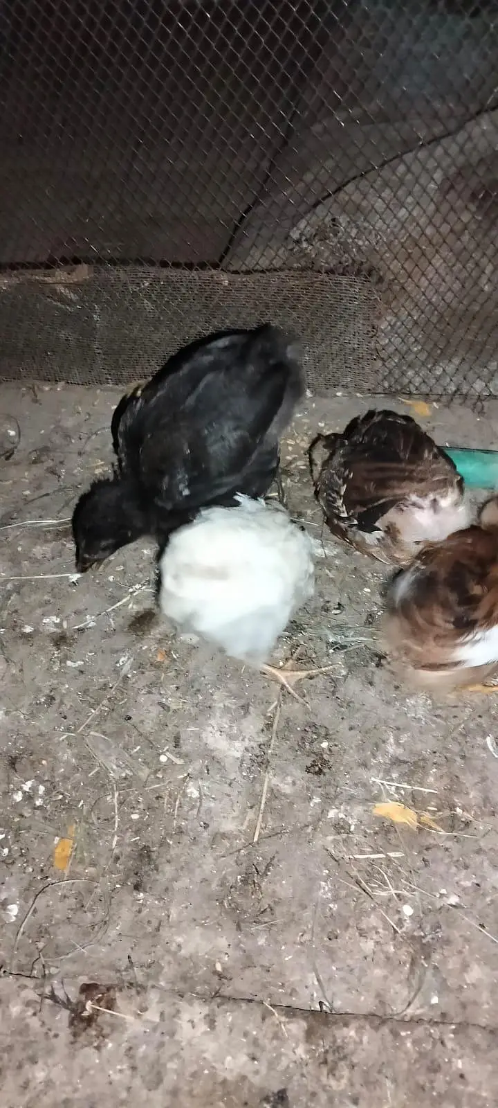2 dasi chicks 2 aseel dasi cros chicks & 2 double story cage from hens — photo 6