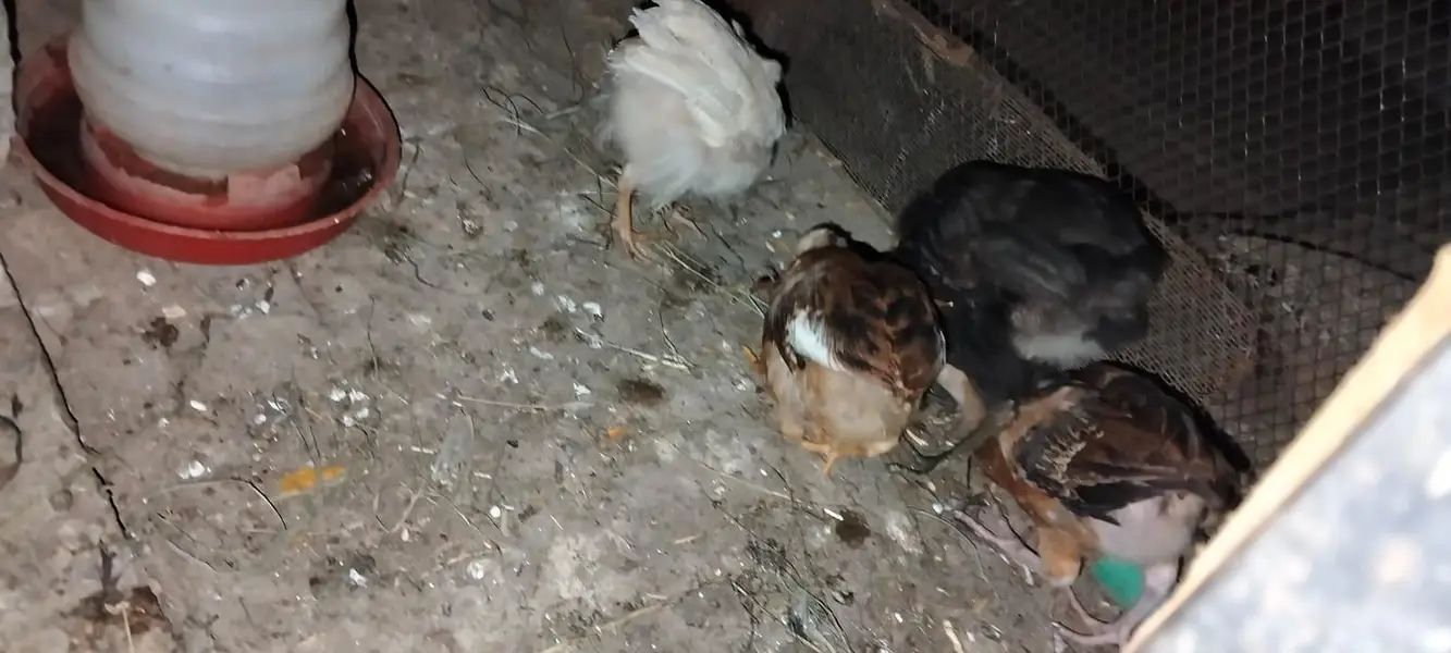 2 dasi chicks 2 aseel dasi cros chicks & 2 double story cage from hens — photo 7