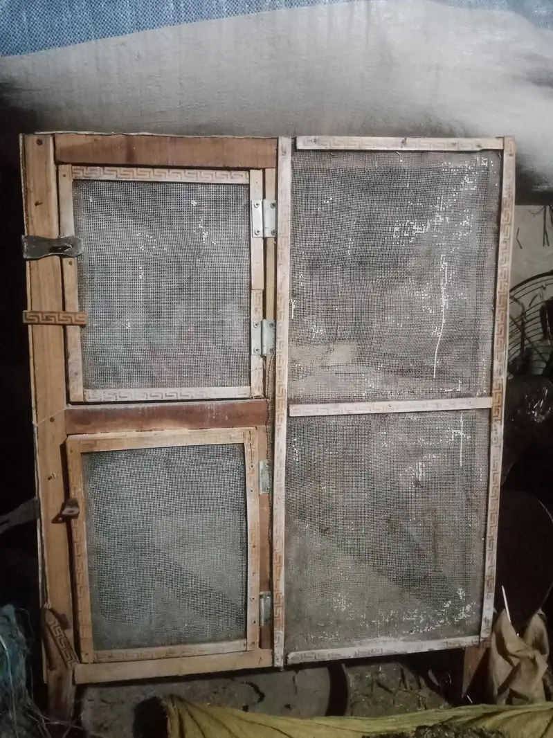 2 dasi chicks 2 aseel dasi cros chicks & 2 double story cage from hens — photo 8