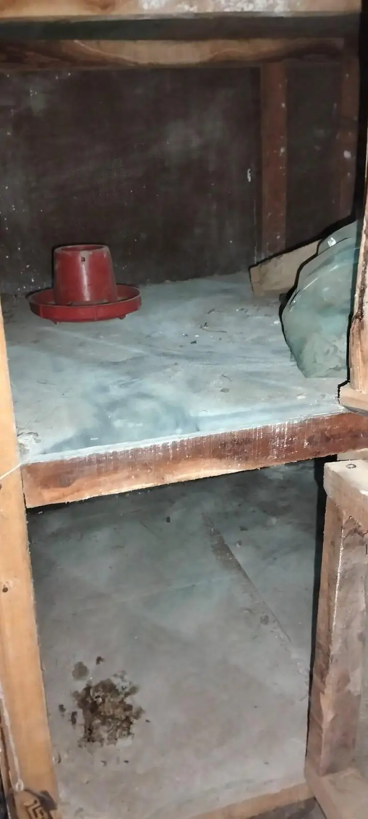 2 dasi chicks 2 aseel dasi cros chicks & 2 double story cage from hens — photo 9