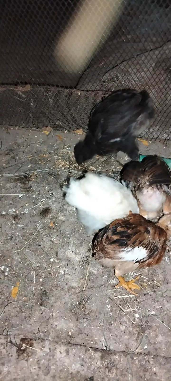2 dasi chicks 2 aseel dasi cros chicks & 2 double story cage from hens — photo 10