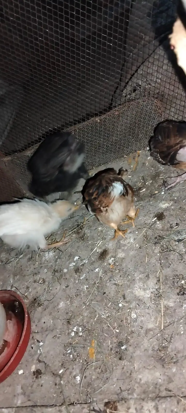 2 dasi chicks 2 aseel dasi cros chicks & 2 double story cage from hens — photo 11